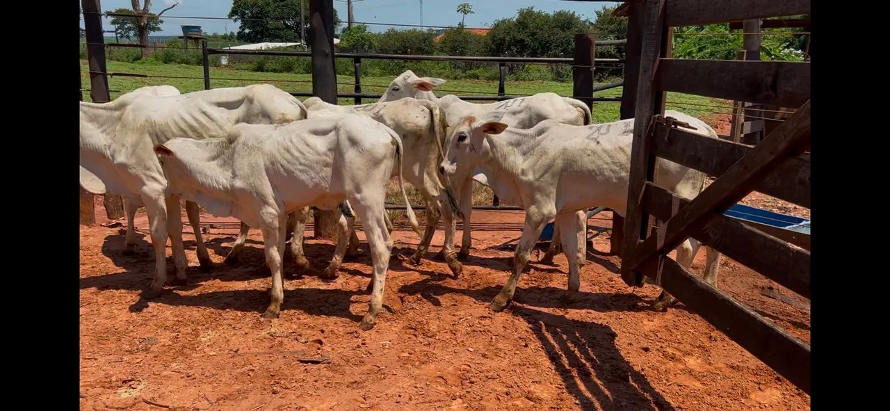 Bezerras nelore a venda  - Foto 3