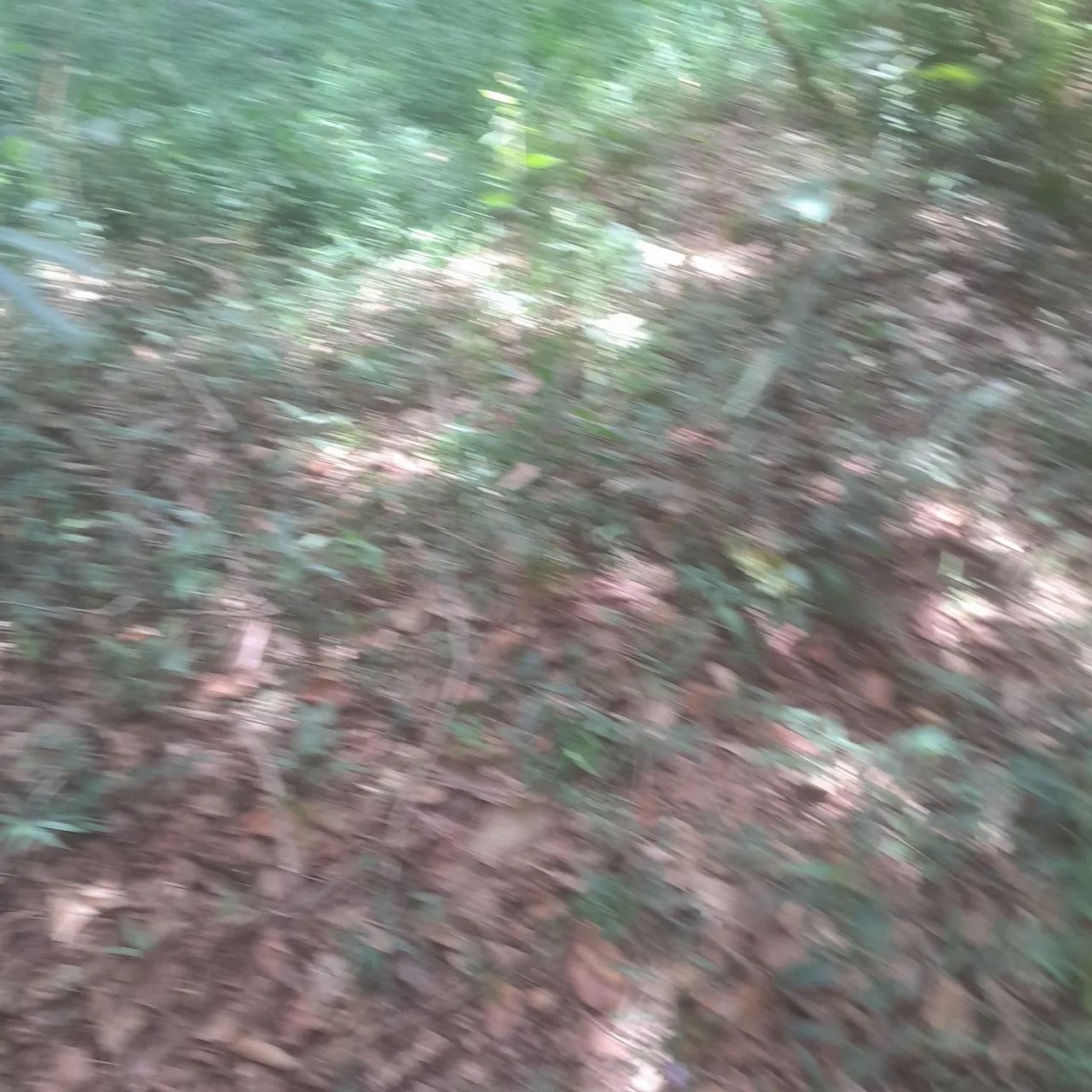 Terreno  com riacho e natureza exuberante - Foto 3