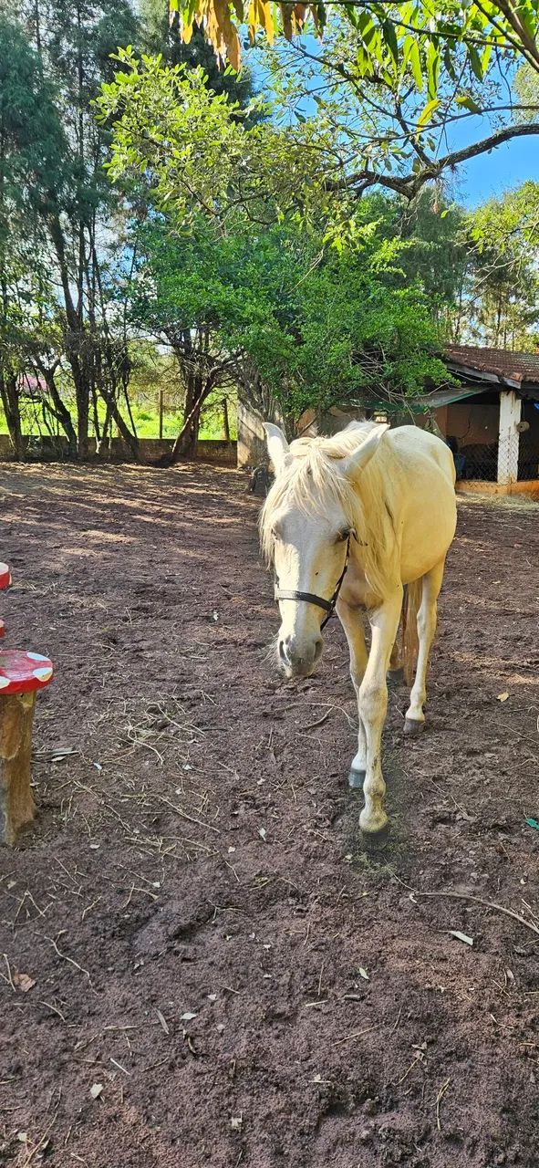 Potro inteiro Mangalarga Marchador - Foto 4