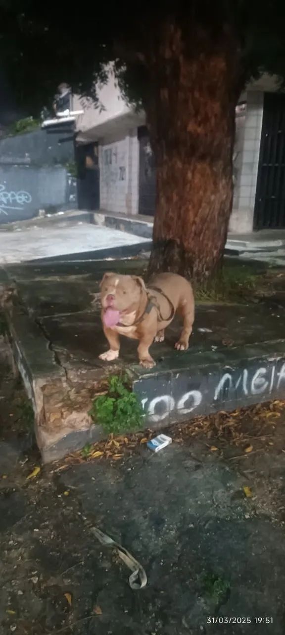 American Bully Macho (Reprodução)  - Foto 3