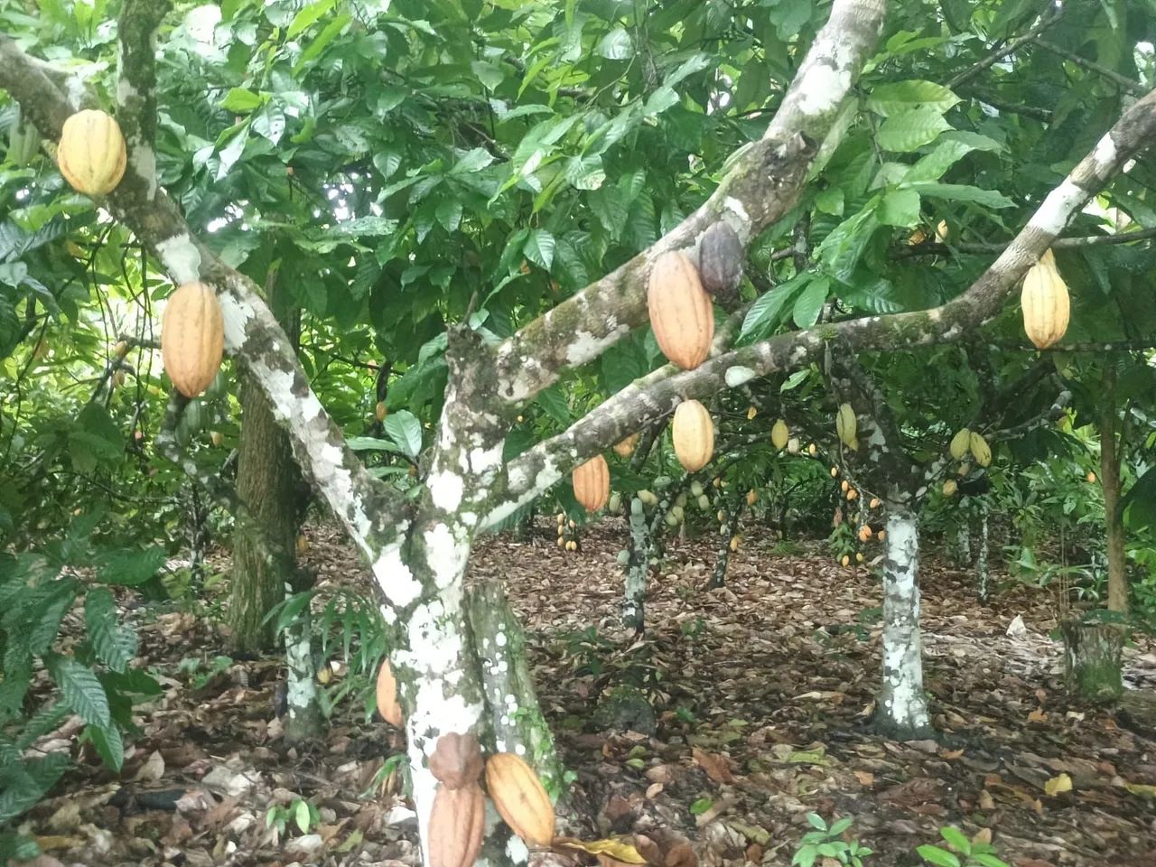Mudas de cacau  - Foto 5