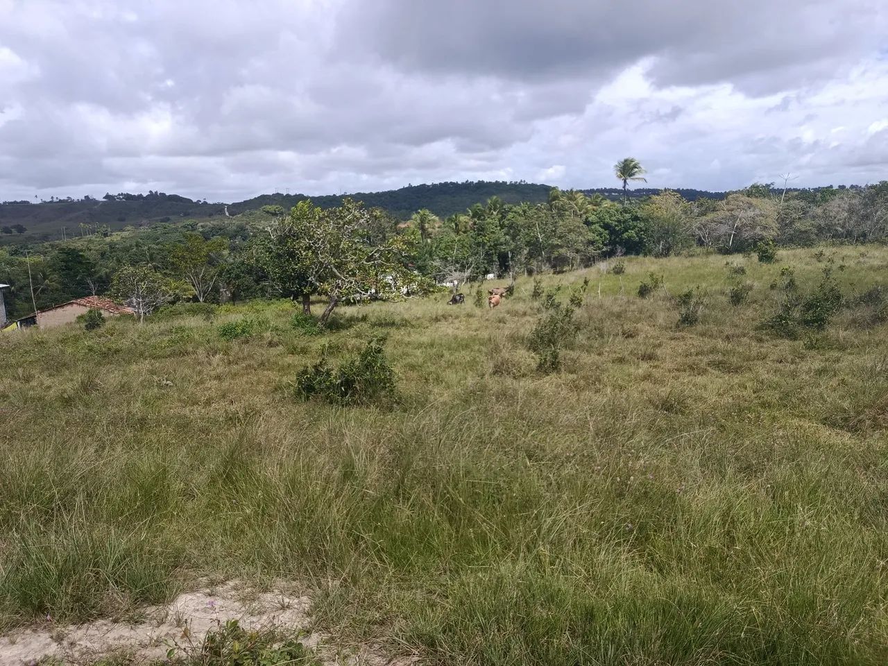 Vendo sítio Itaporanga povoado minante  - Foto 4