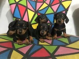 Teckel (Salsicha, Basset) - Filhotes Disponíveis com Todo Suporte