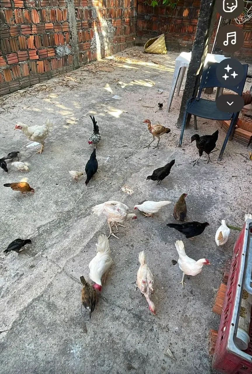Vende se galinha e galo garnizé 