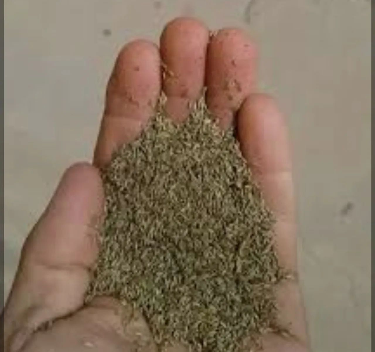 Semente de bengo 