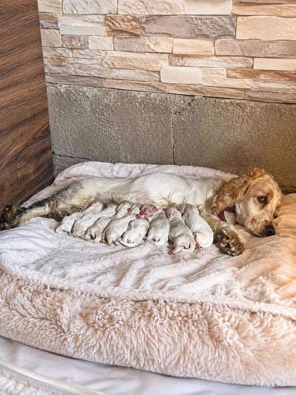Coker spaniel verdadeiros ursinhos com 3 dias vida - Foto 5