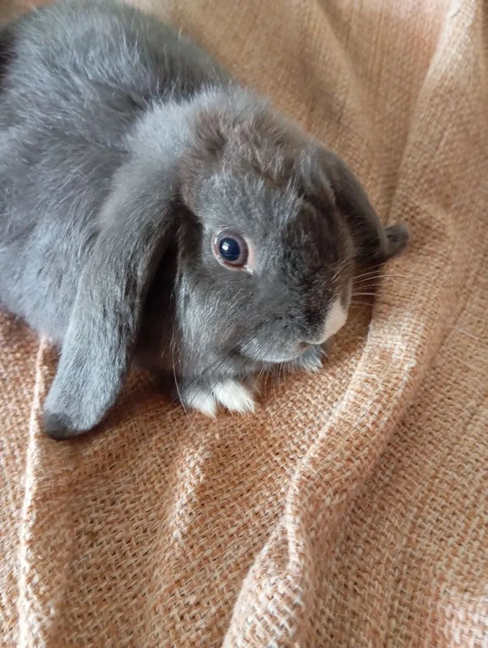 Lindos coelhos, da raça mini lop Uruguai, e fuzzy lop siamês. - Foto 3