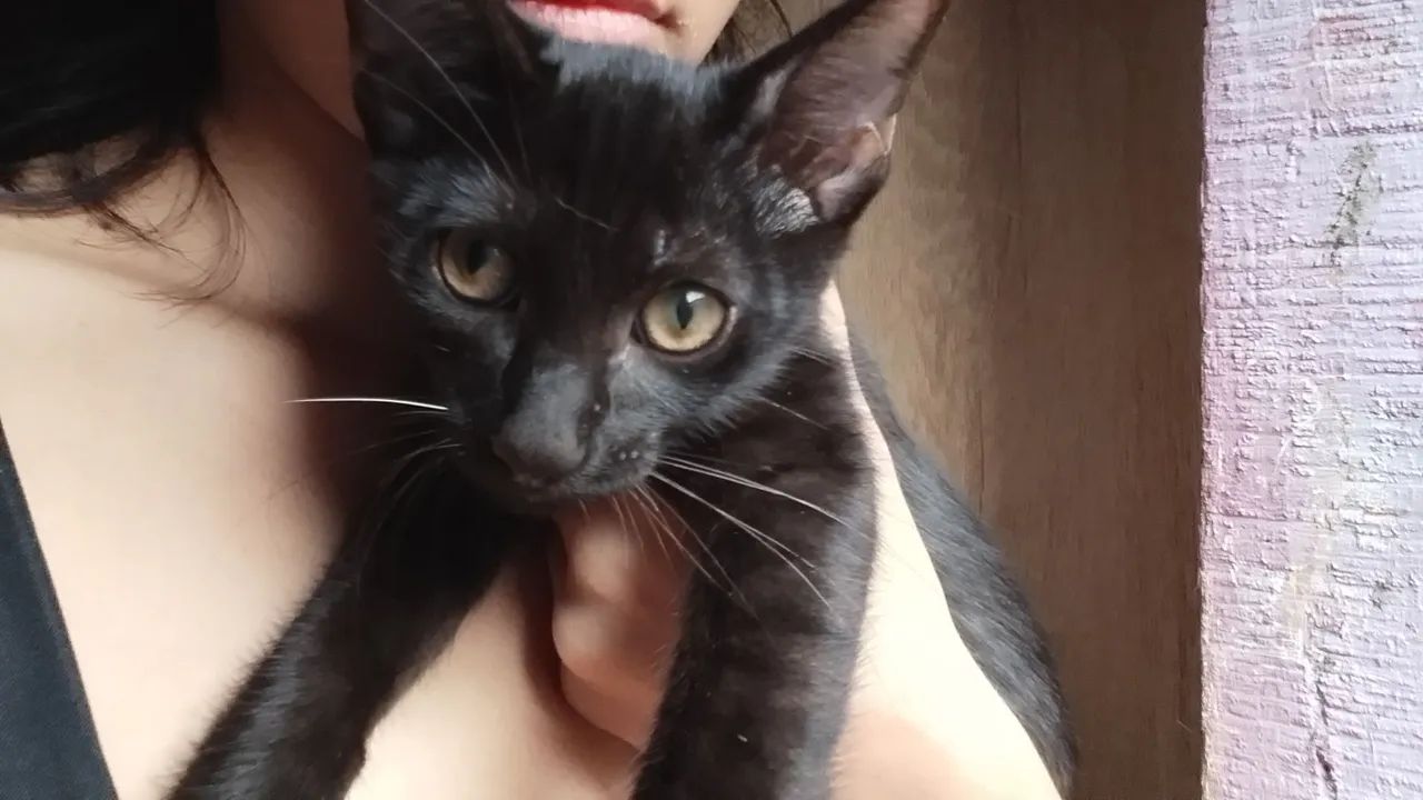 Doação de gato - Foto 2