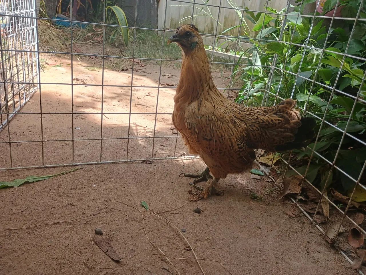 Galinha garnizé R$60,00 única unidade