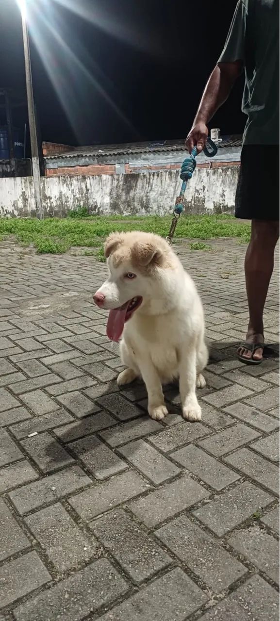 Vendo husky - Foto 2
