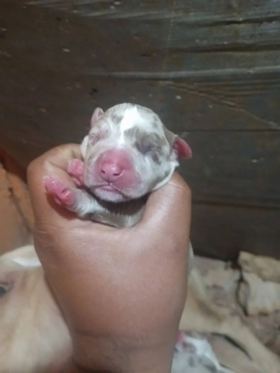 Pit moster - Foto 2