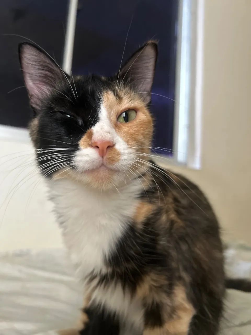 Gato adoção  - Foto 2