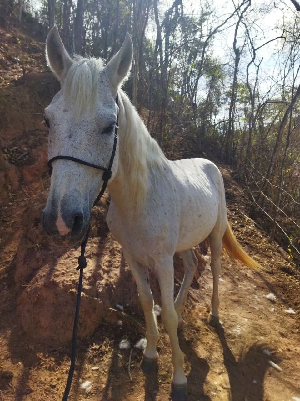 Cavalo marcha picada 