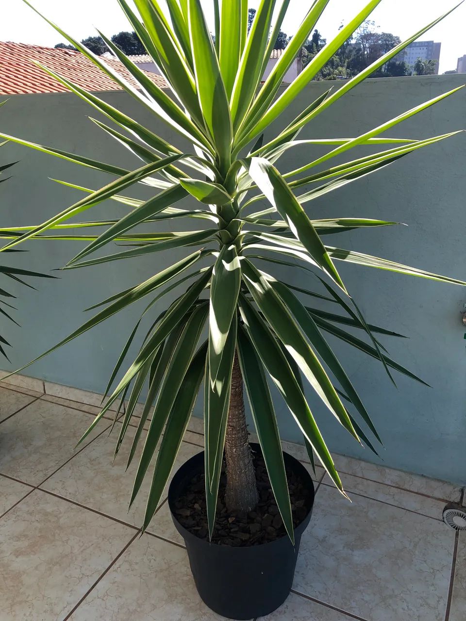 Planta Yuca (3) - Foto 3