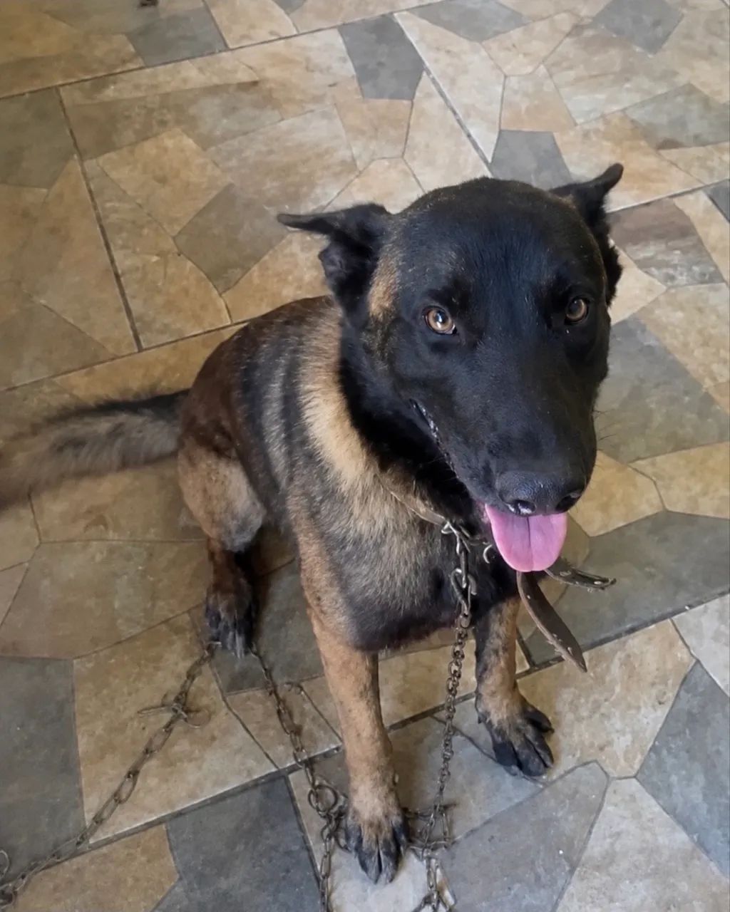 Malinois - Foto 5