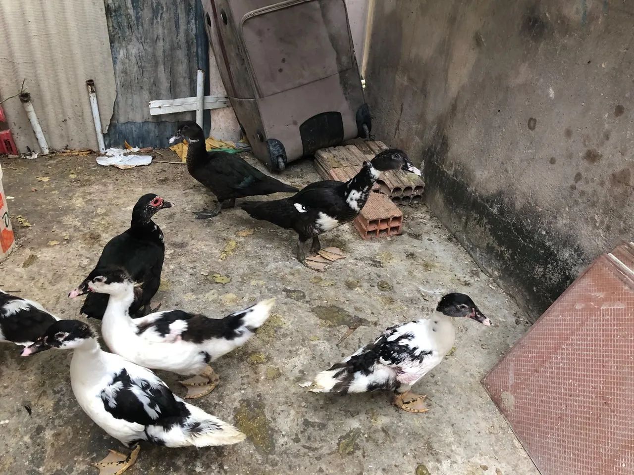 Pato 