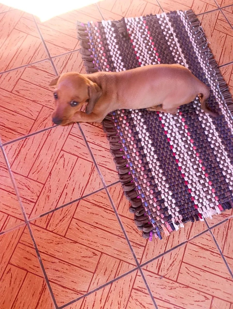 Animais de estimação  - Foto 5