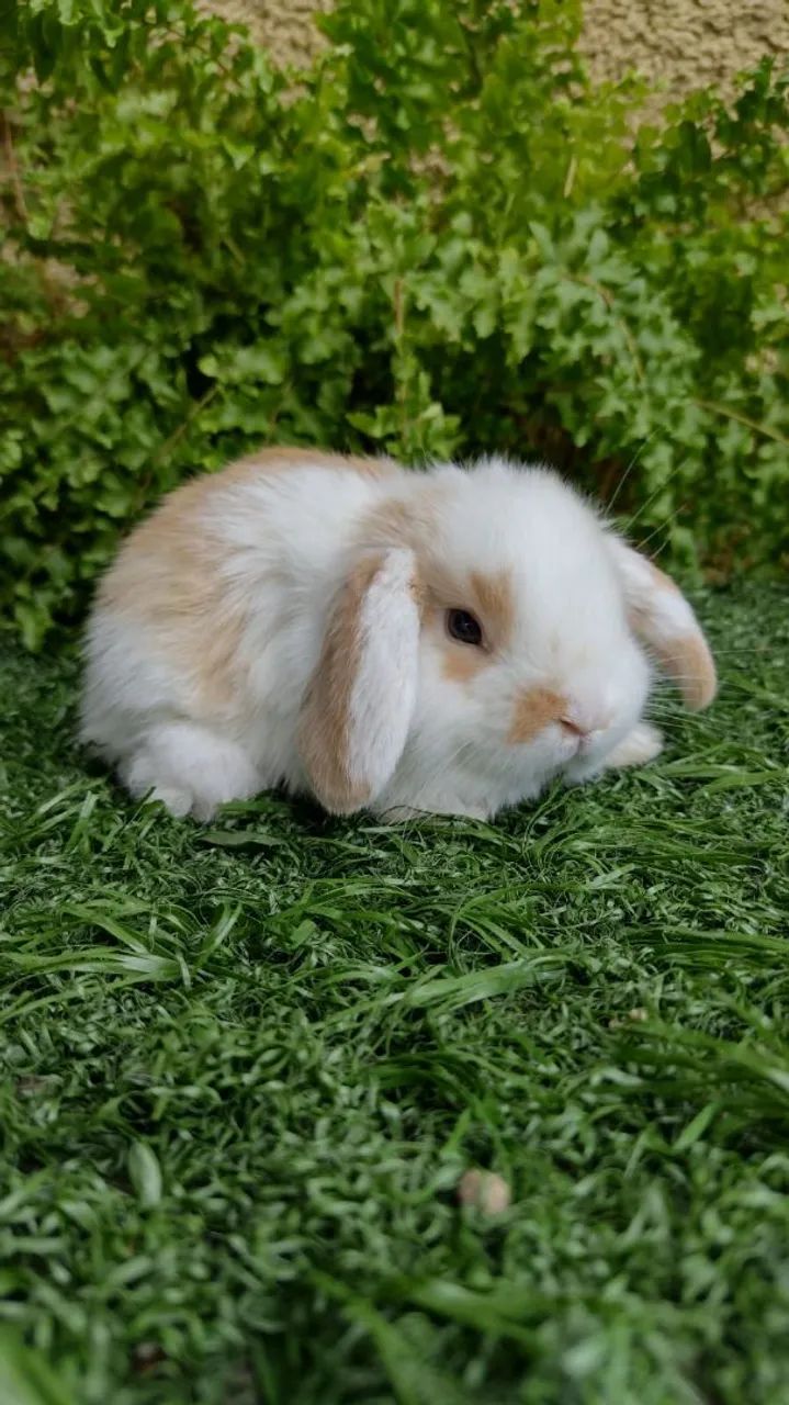 Mini Lop Uruguaio  - Foto 6