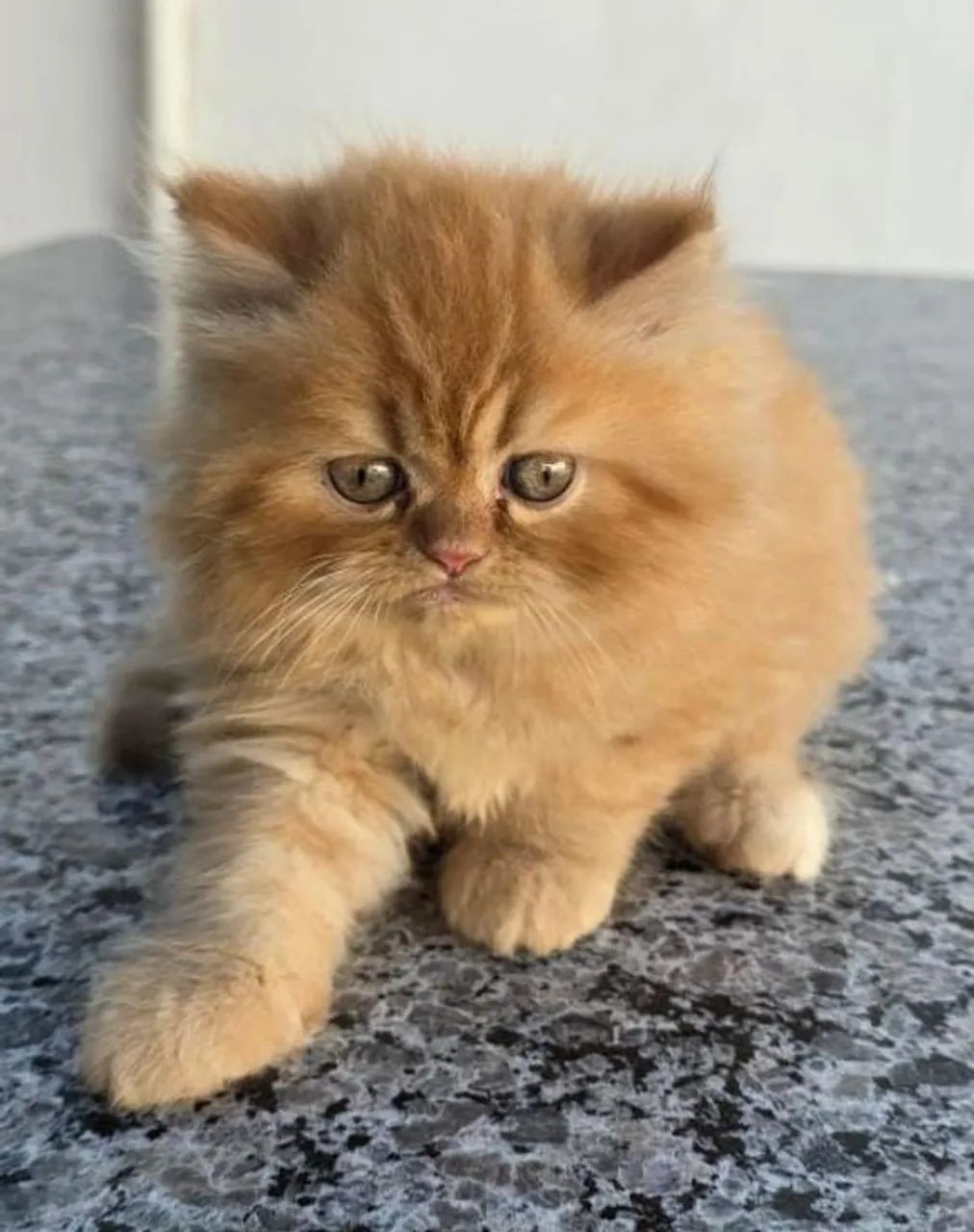 Gato Persa  - Foto 2