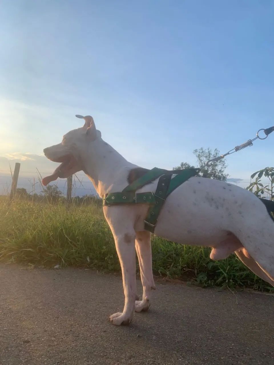 Cachorro Pitbull - Foto 5