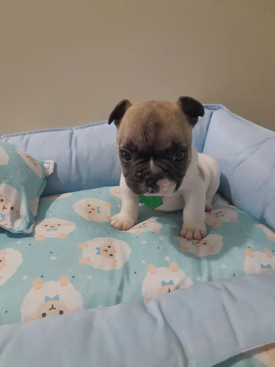 Promoção Bulldog Francês macho anão 10x190 - Foto 4