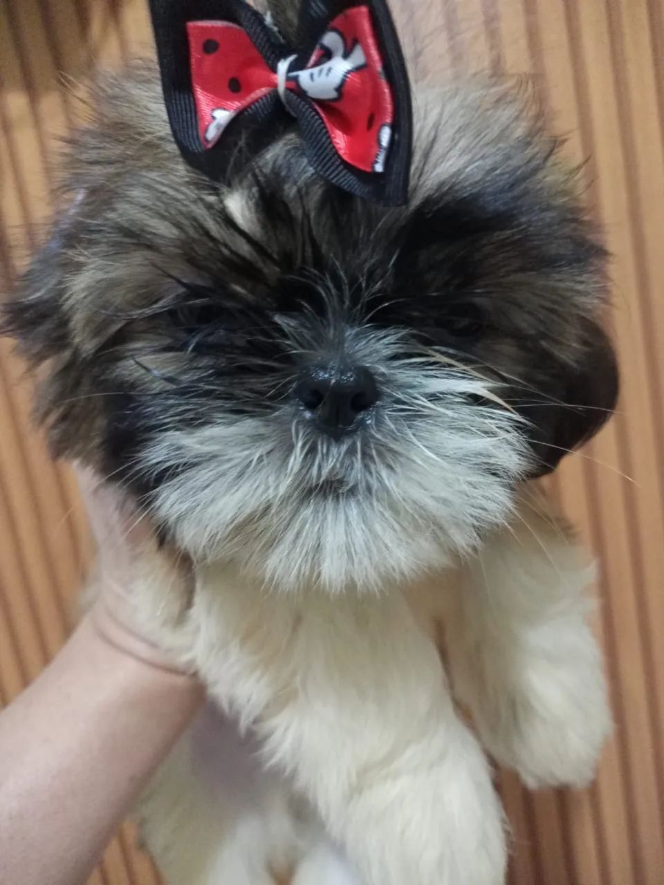 Shih tzu - Foto 2
