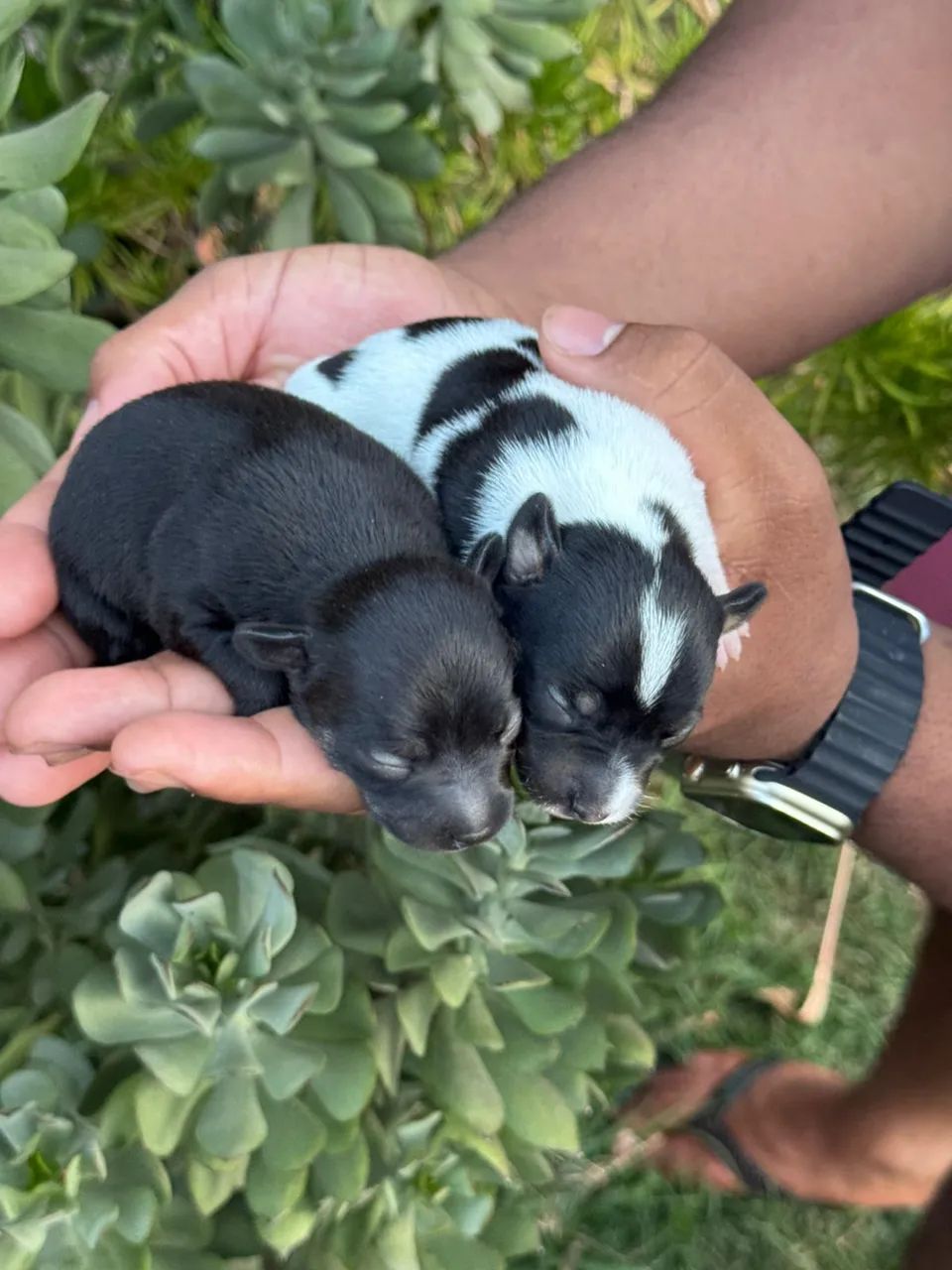 Bebês miniaturas  - Foto 4