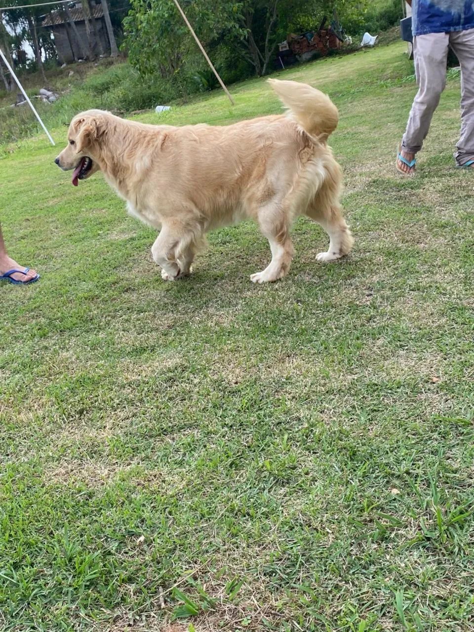 Golden Retriever - Foto 5
