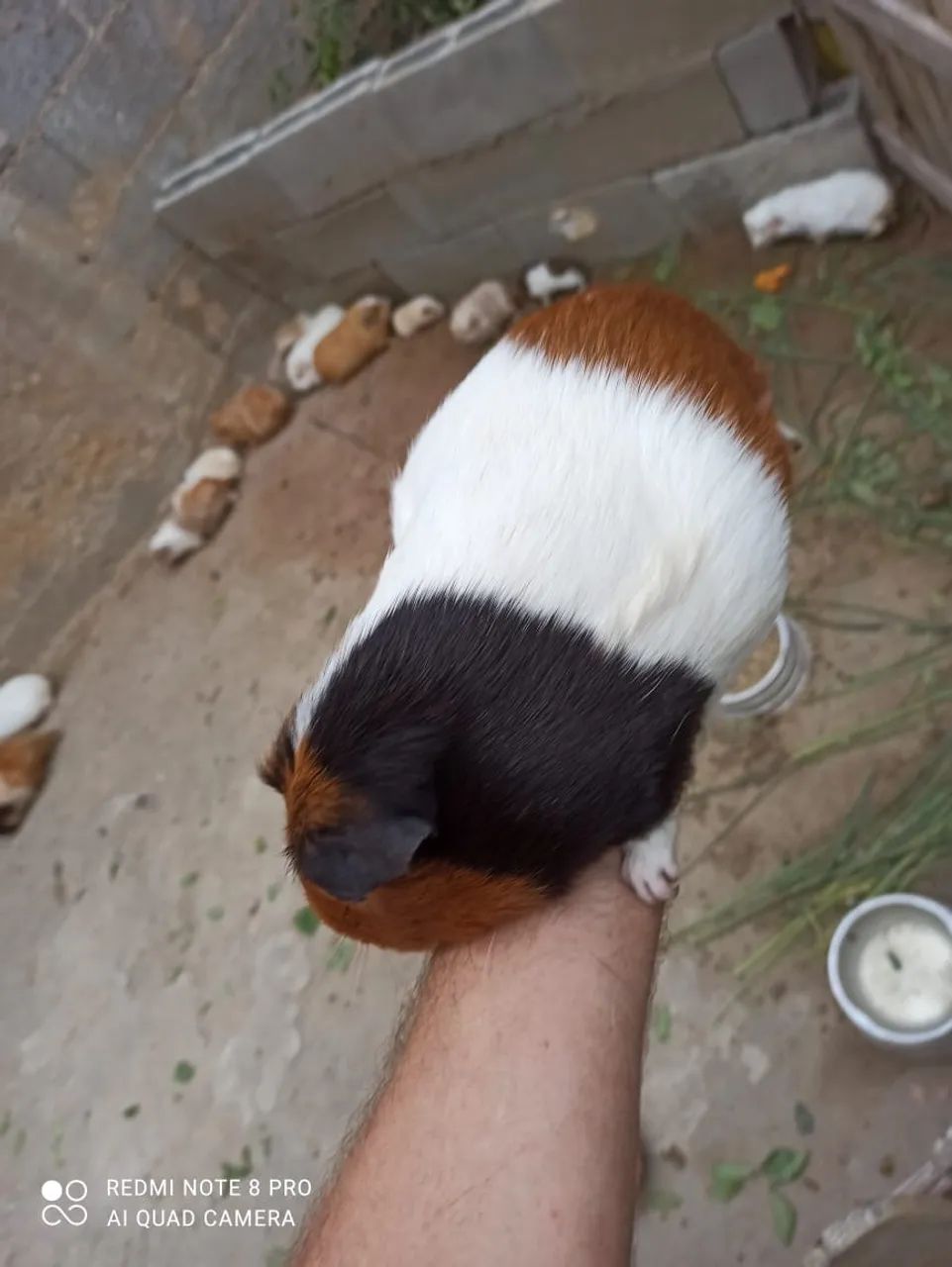 Animais  - Foto 5