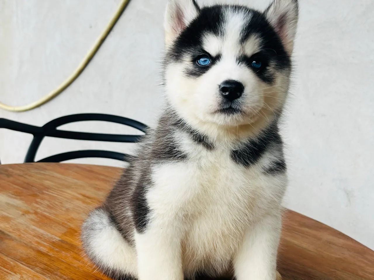 Filhote husky siberiano