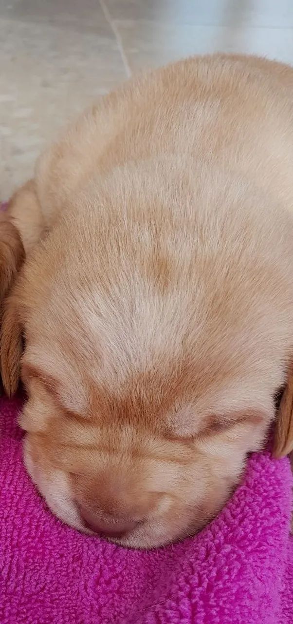 Labrador  - Foto 3