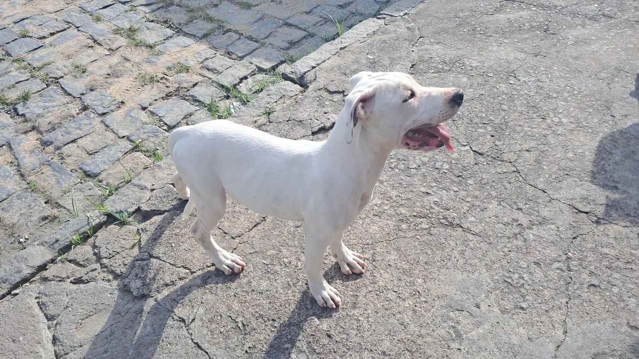 Lindo filhote de pit bull 