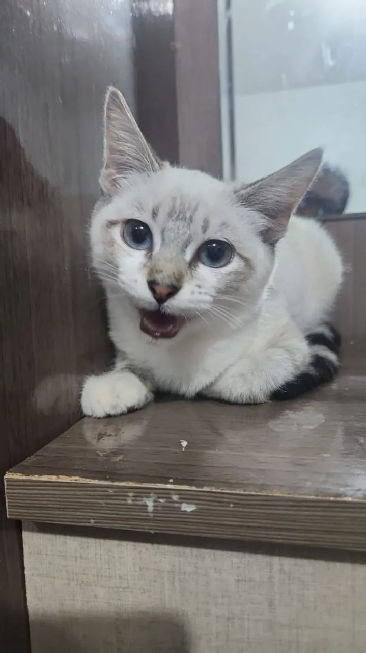 Adoção responsável ?