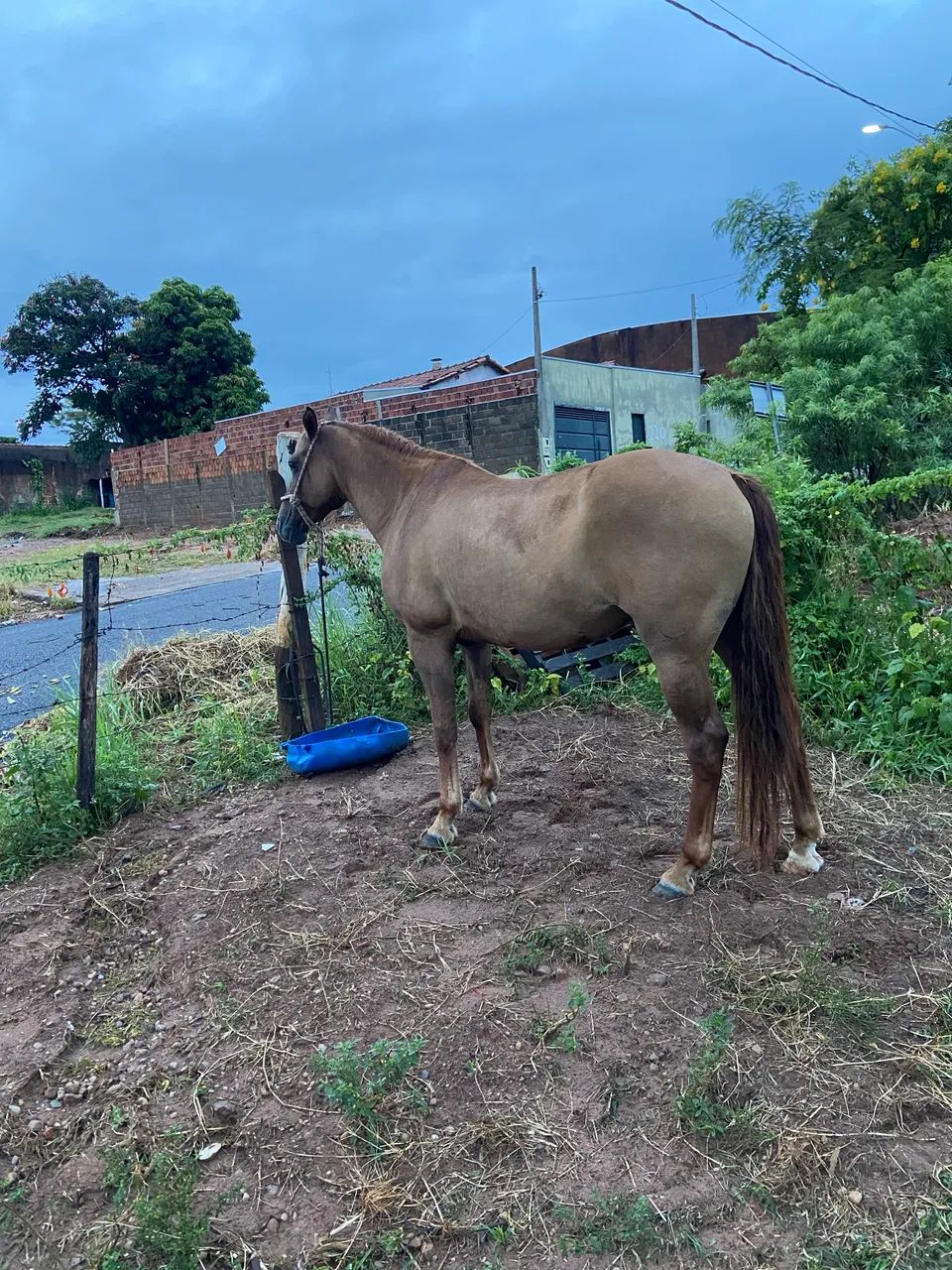 Égua  - Foto 4