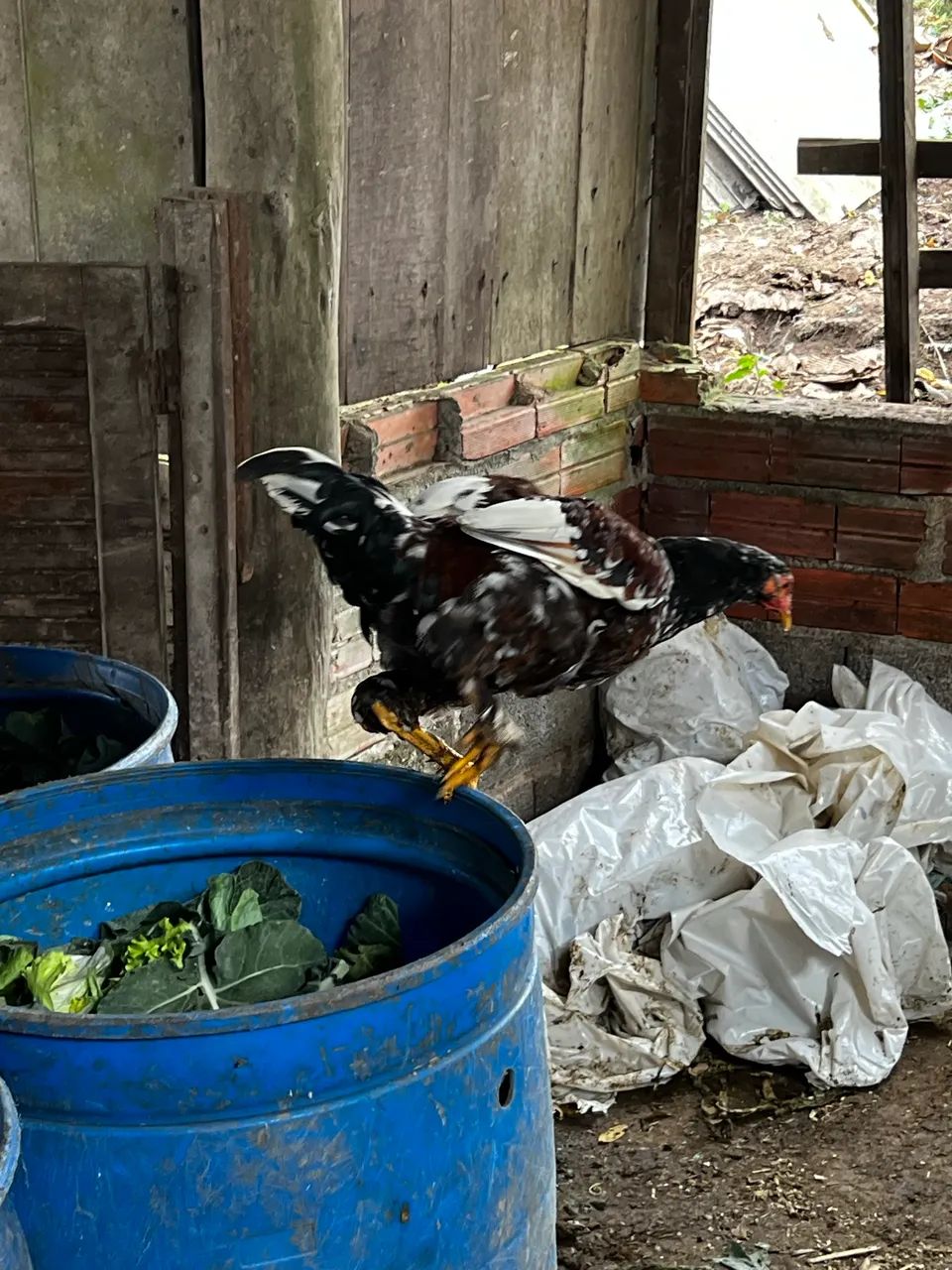 Frango caipira  - Foto 2