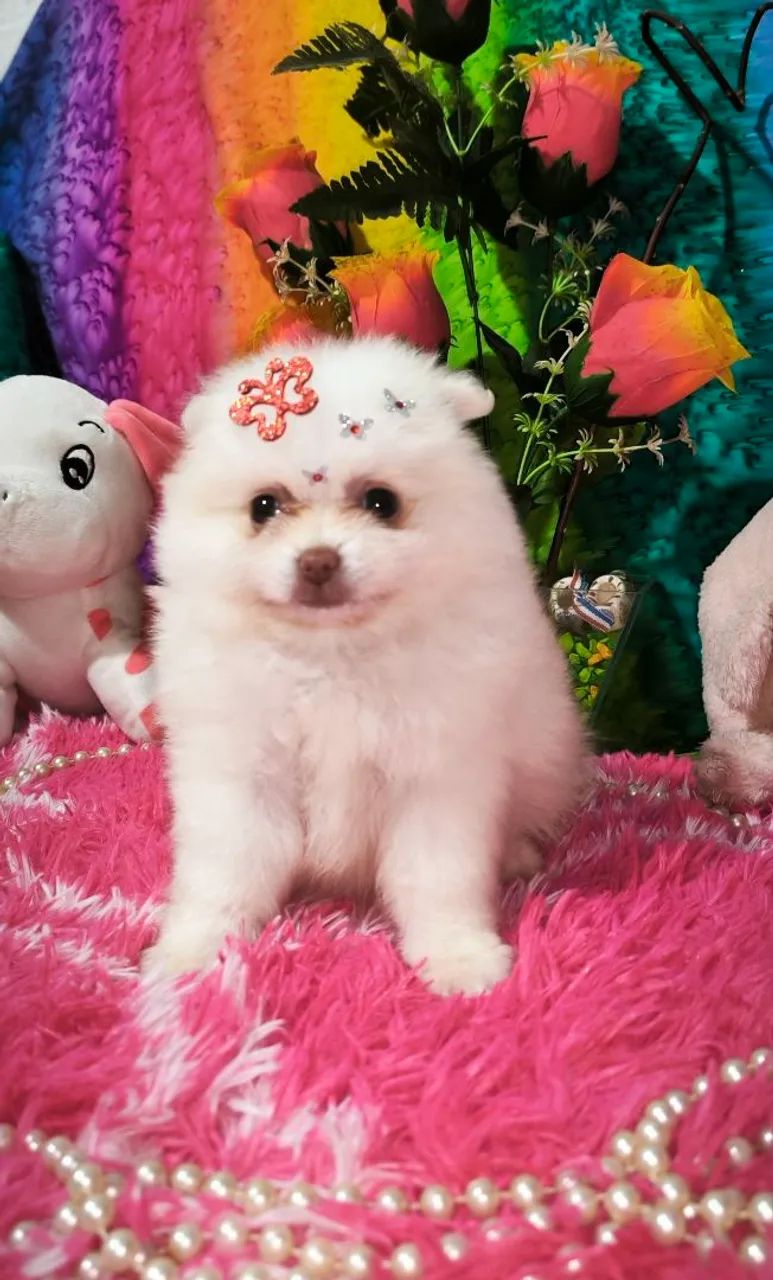 Lindas Lulus anãs Spitz alemão  - Foto 4