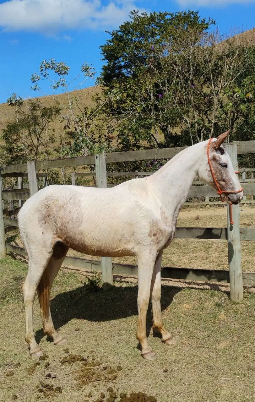 Égua Pampa do olho Azul 