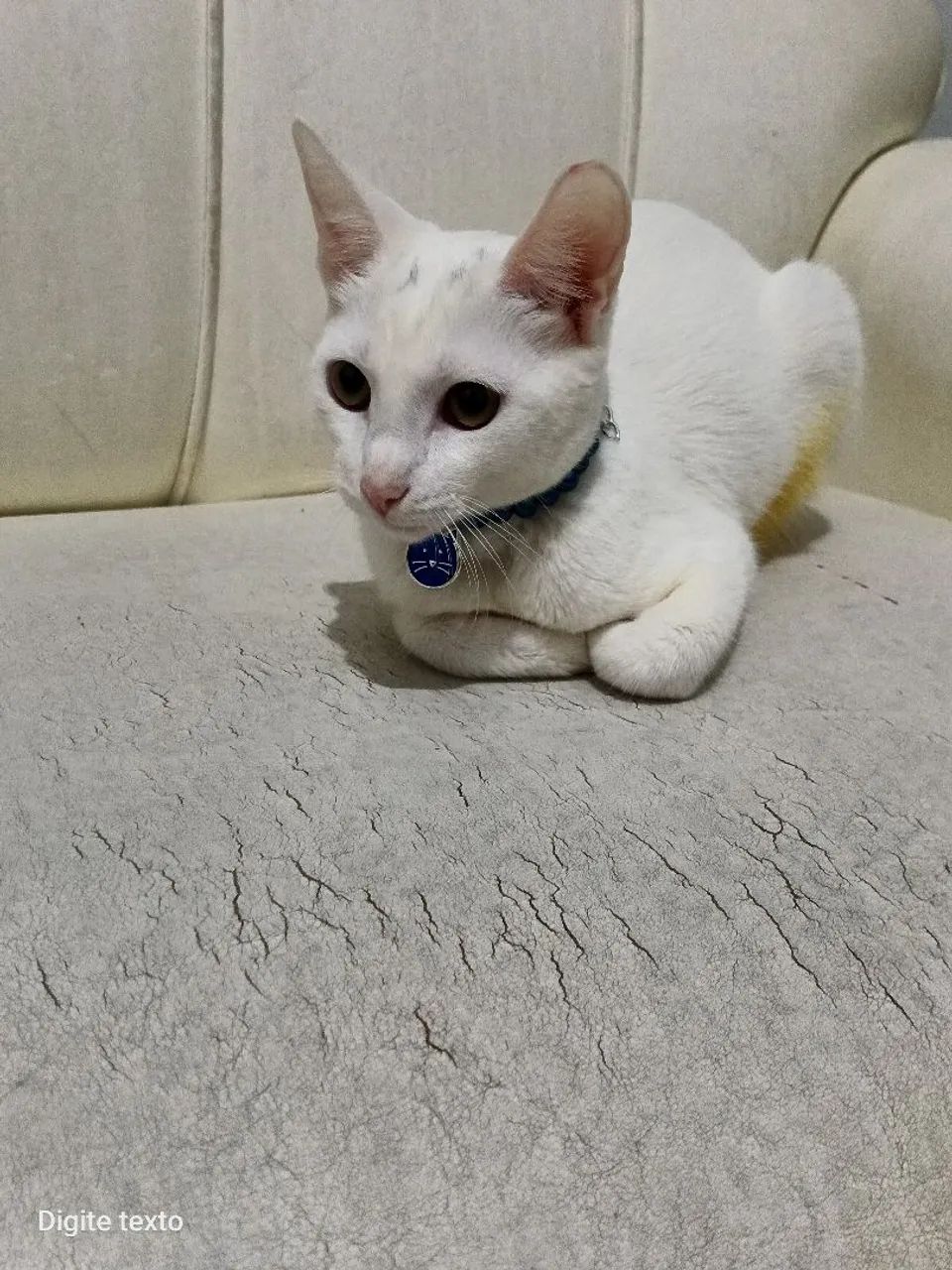 Doação Nina  - Foto 4