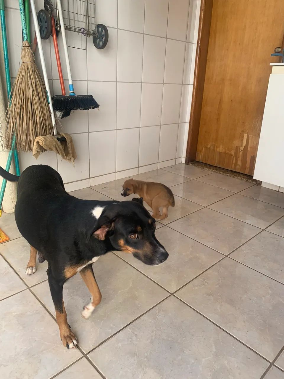 Cadela para adoção  - Foto 2
