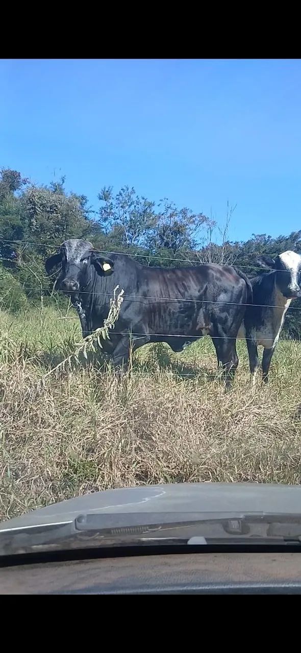 2 Novilhas - Foto 2