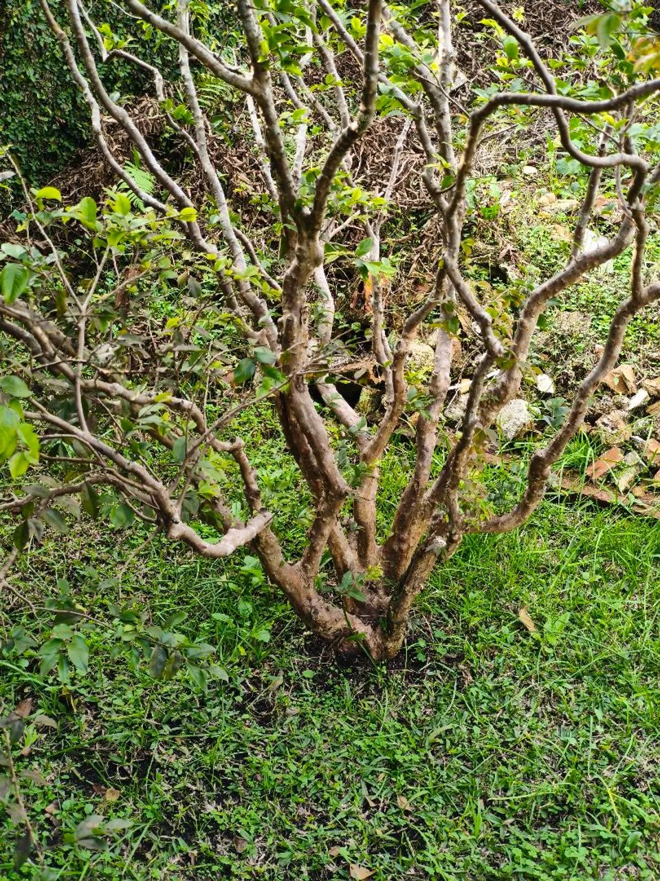 Vende-se jabuticabeira 2m produzindo! (Mas precisa retirar do chão) - Foto 4