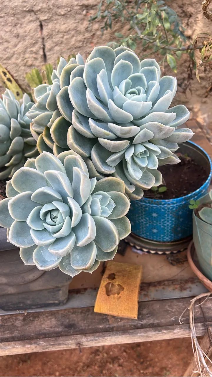 Chácara com excelente preço. - Foto 4