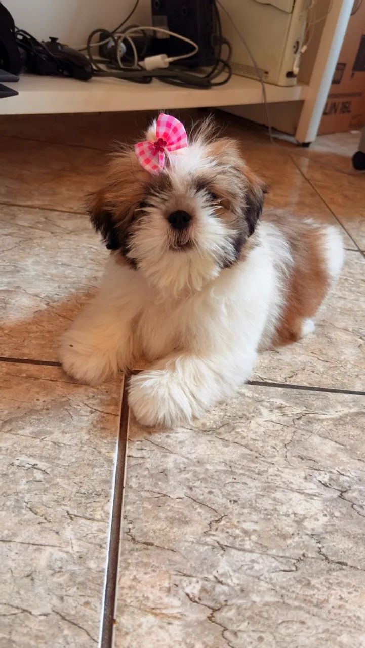 Shihtzu 