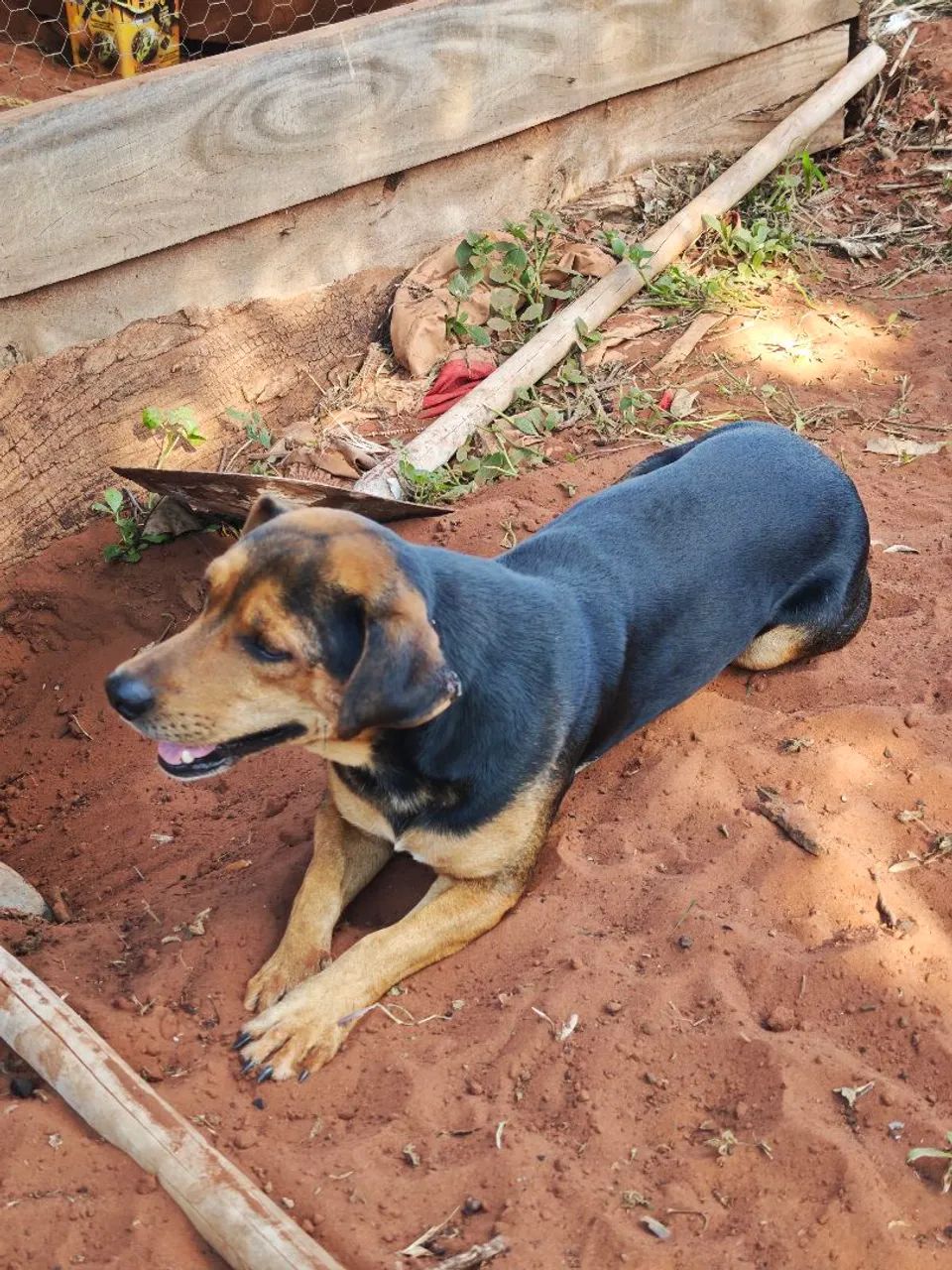 Cachorro  - Foto 2