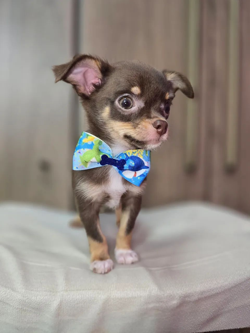 Chihuahua  machinho pelo curto  Chocotan - Foto 2