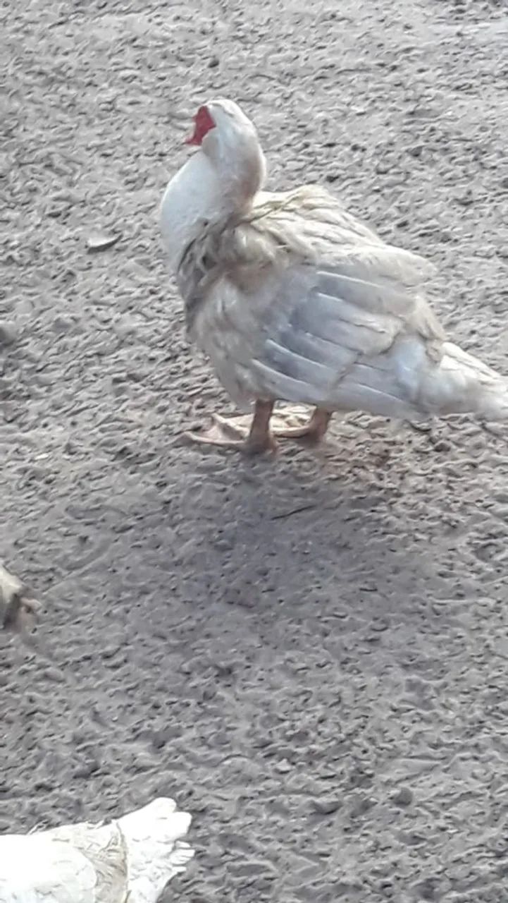 Pato - Foto 3