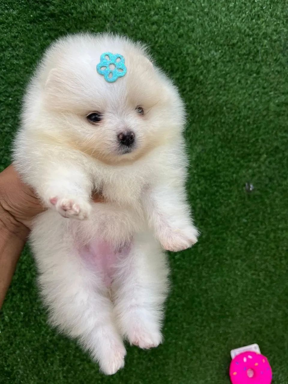 Spitz Alemão anão - Muito Carinhoso - Foto 2