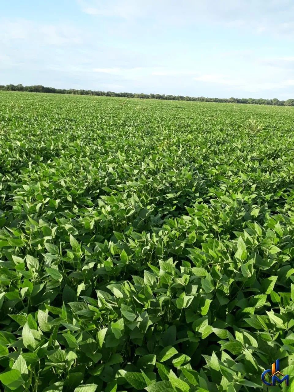 Fazenda em Querencia - Foto 2