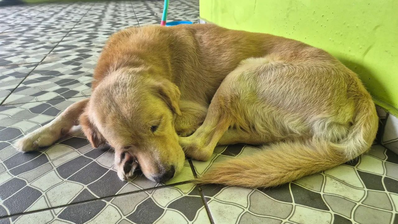 ADOÇÃO URGENTE - Foto 2