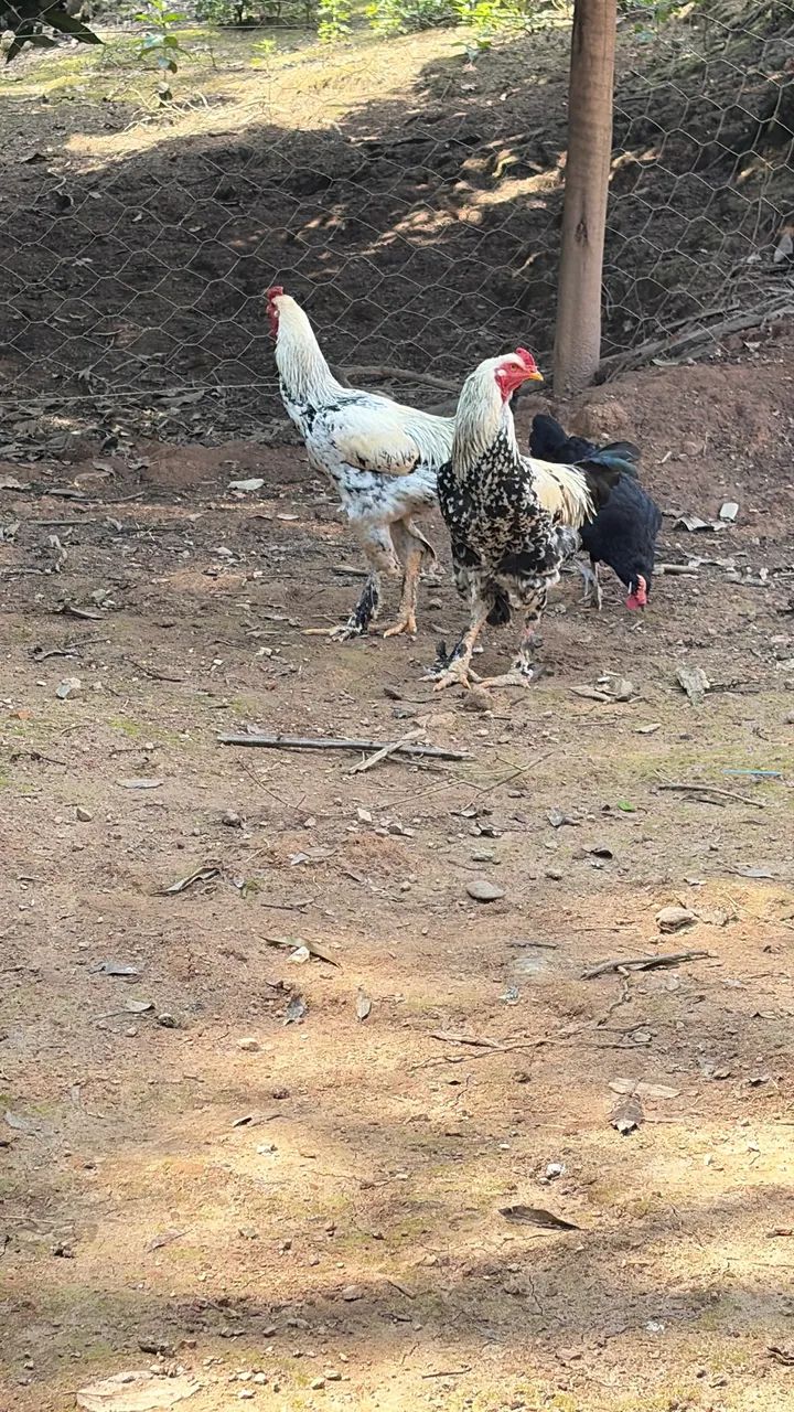 Frango Brahma  - Foto 3